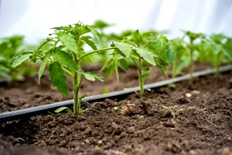 tlc-inc-irrigation-systems-lusby-768x512.jpg