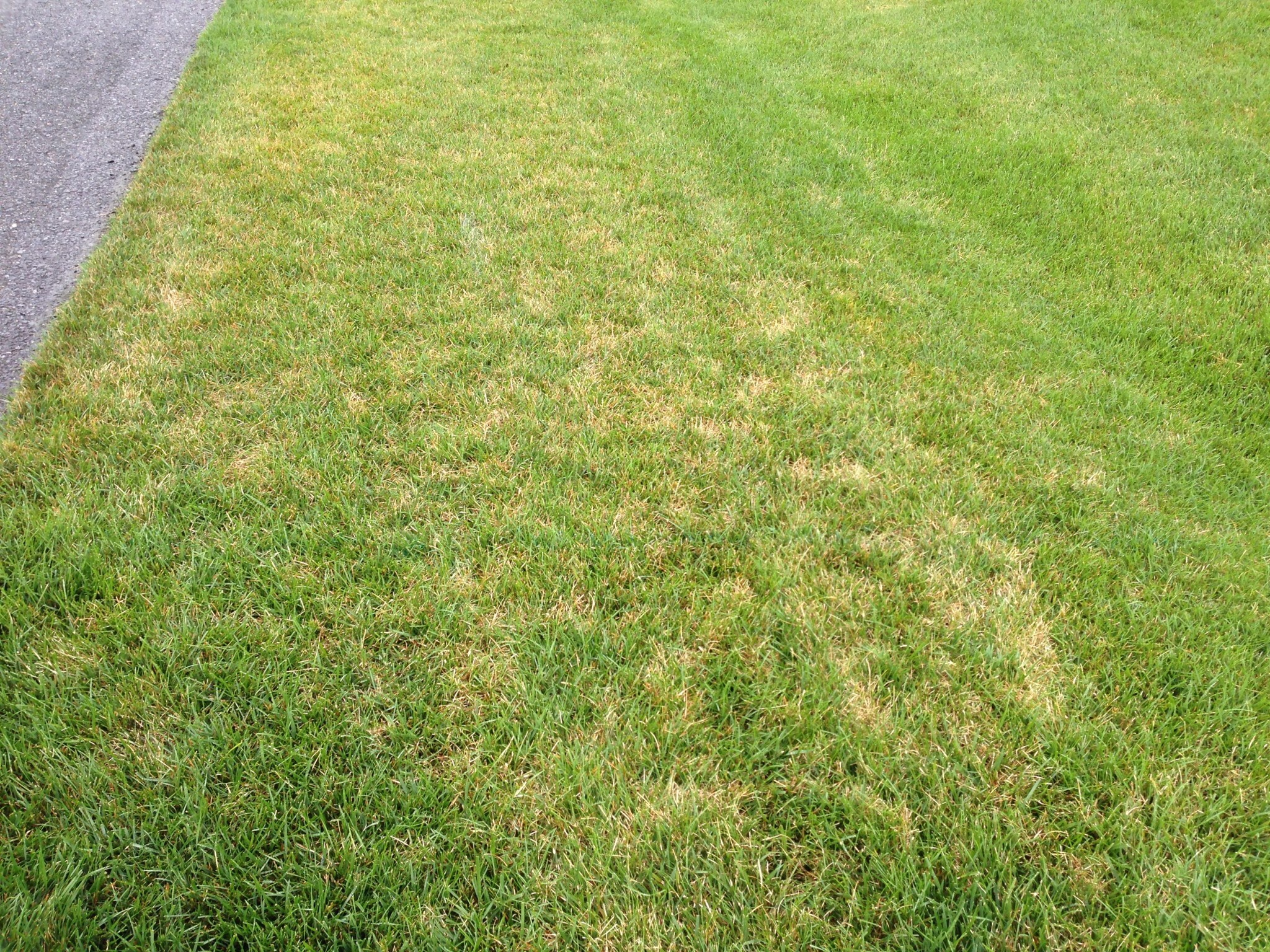 Brown-Patch-Disease