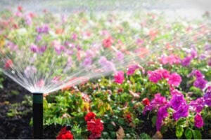 lawn sprinkler system watering pink flowers