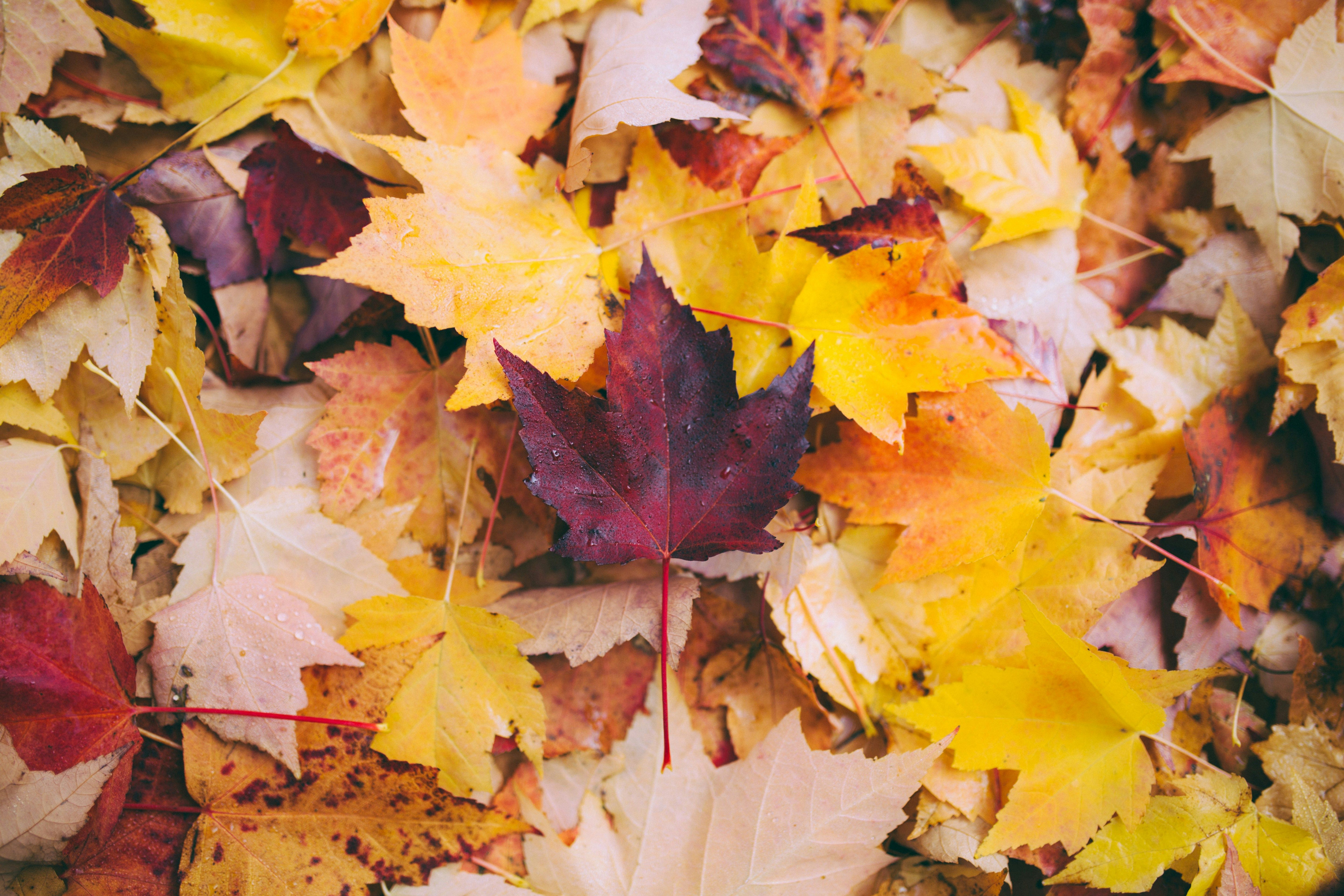bright fall leaves