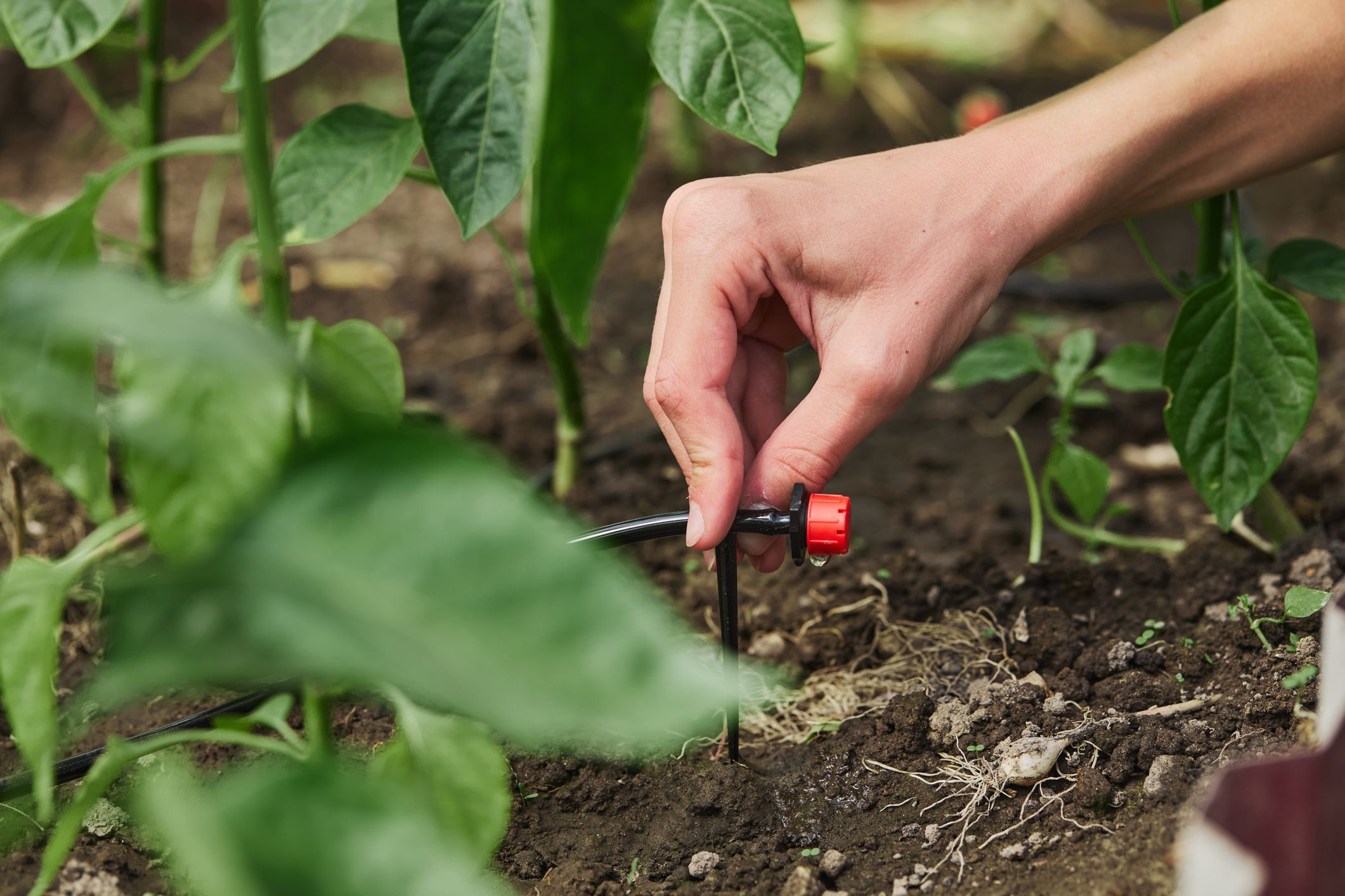drip line irrigation